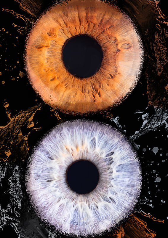 Photo de 4 iris d'une famille