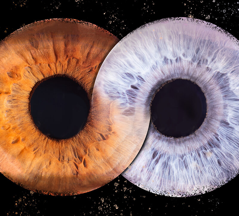 Photo de 2 iris unis formant le symbole infini